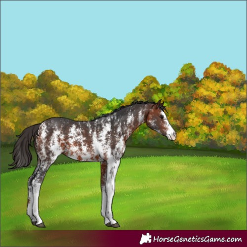 Horse Color:Bay Sabino 
