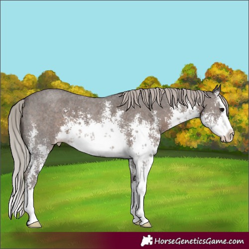 Horse Color:White Spotted Silver Black Sabino Splash Varnish