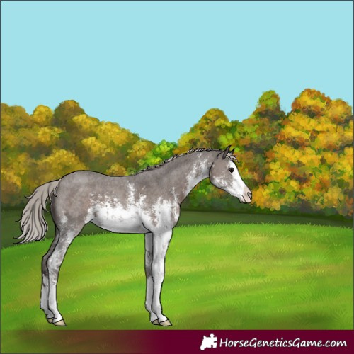 Horse Color:White Spotted Silver Black Sabino Splash Appaloosa 