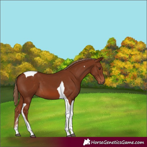 Horse Color:Chestnut Tobiano