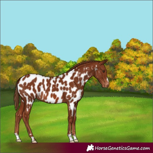 Horse Color:Chestnut Appaloosa 