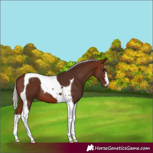 Horse Color:Silver Brown Tobiano 