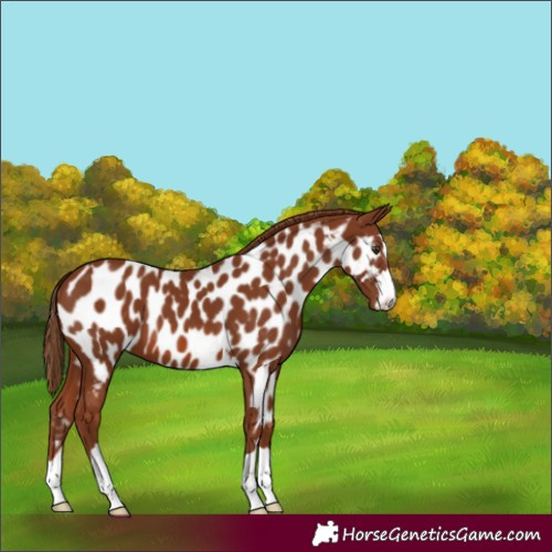 Horse Color:Chestnut Appaloosa