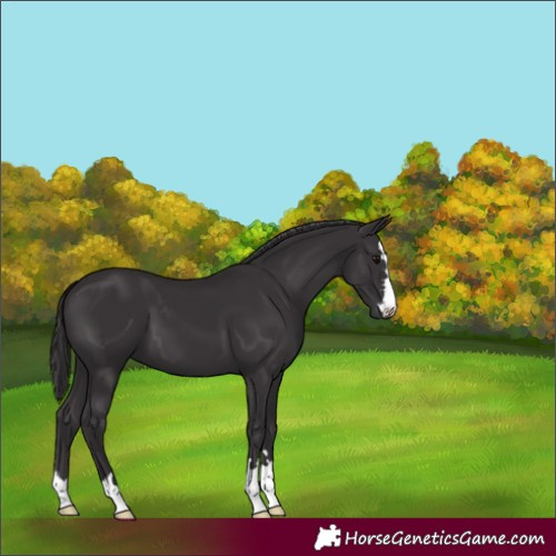 Horse Color:Smoky Black
