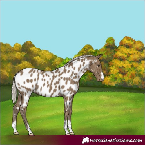 Horse Color:Silver Smoky Black Appaloosa