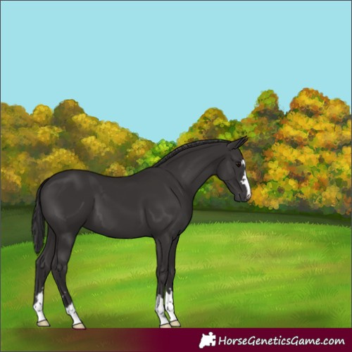 Horse Color:Smoky Black 