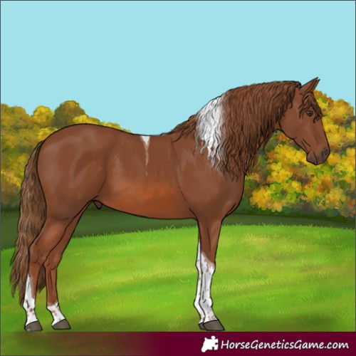 Horse Color:Chestnut Tobiano 