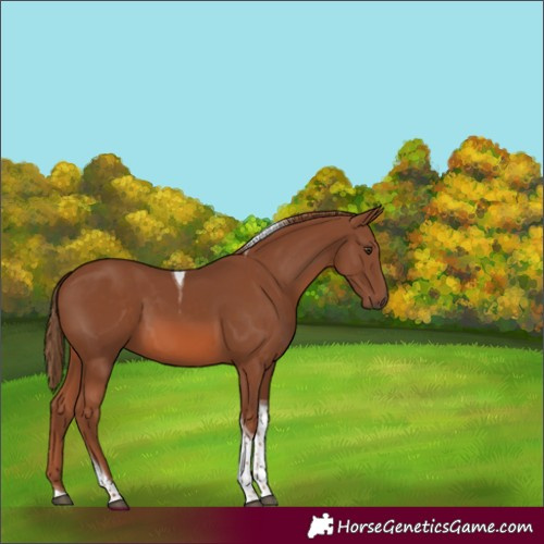 Horse Color:Chestnut Tobiano 
