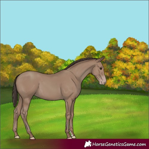 Horse Color:Classic Champagne