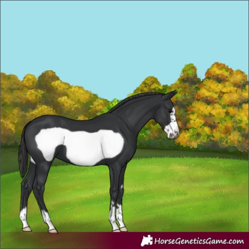 Horse Color:Black Frame