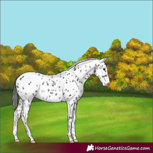 Horse Color:Liver Chestnut Appaloosa 