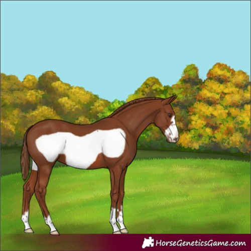 Horse Color:Chestnut Frame 