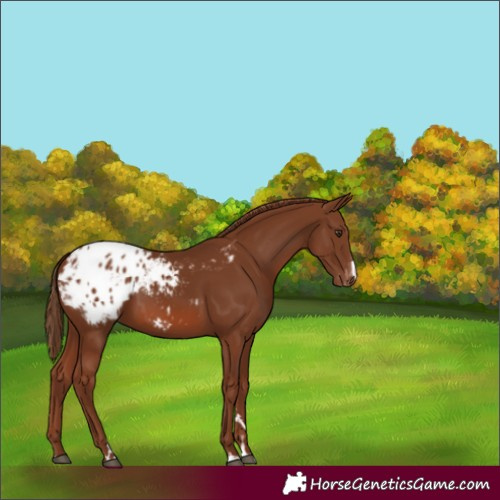 Horse Color:Chestnut Appaloosa 
