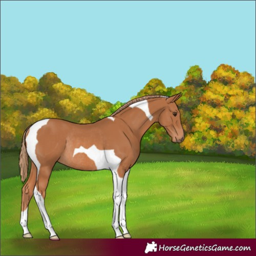Horse Color:Chestnut Tobiano Rabicano 