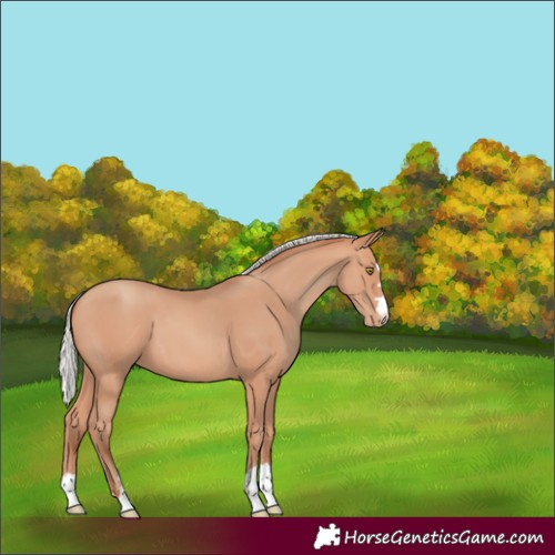 Horse Color:Silver Amber Champagne Appaloosa