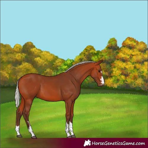 Horse Color:Silver Bay 