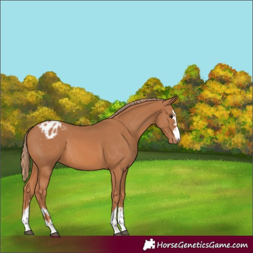 Horse Color:Chestnut Appaloosa 