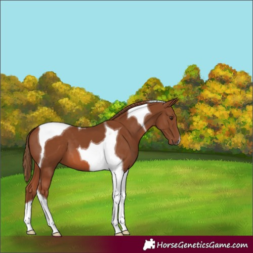 Horse Color:Chestnut Tobiano 
