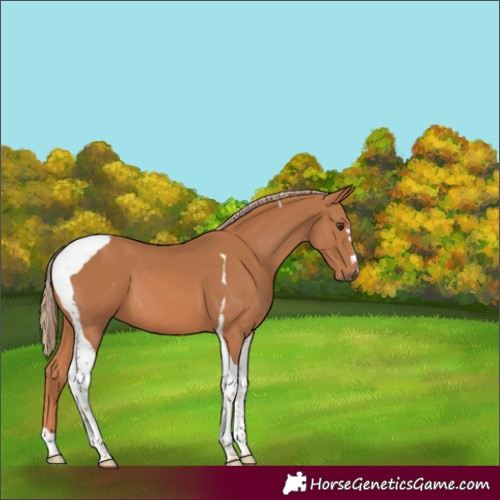 Horse Color:Chestnut Tobiano
