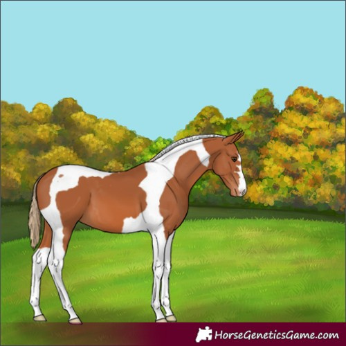Horse Color:Chestnut Tobiano Appaloosa
