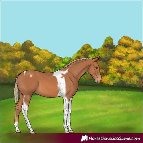 Horse Color:Chestnut Tobiano Appaloosa 