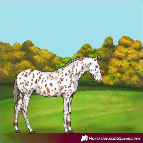 Horse Color:Chestnut Tobiano Appaloosa 