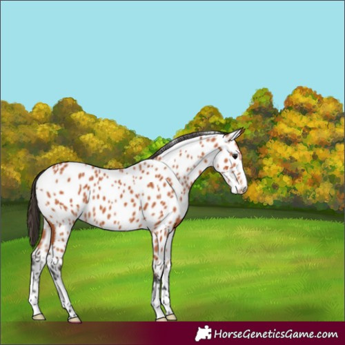 Horse Color:Bay Appaloosa 