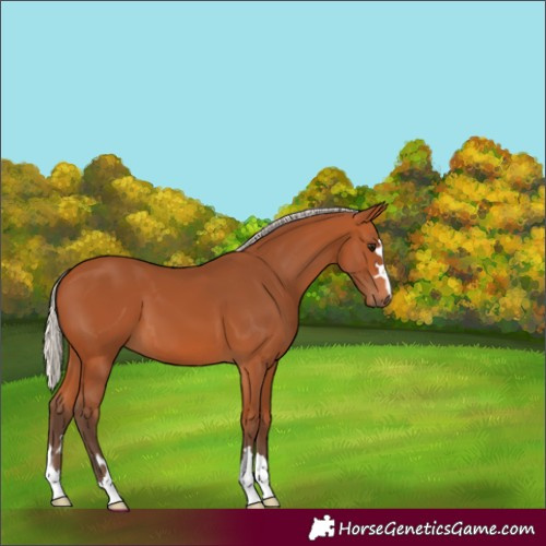 Horse Color:Silver Bay