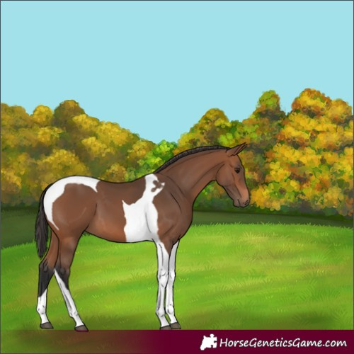 Horse Color:Bay Tobiano 