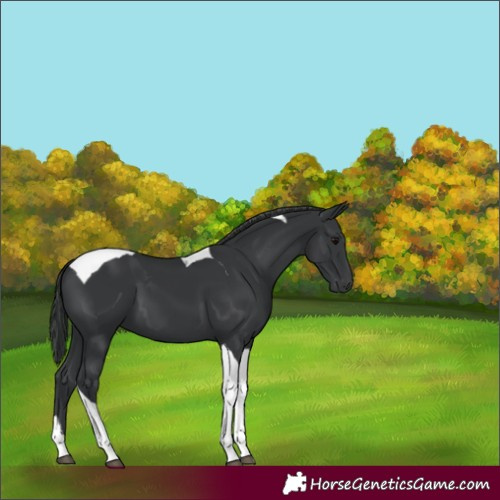 Horse Color:Black Tobiano 