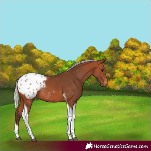 Horse Color:Silver Bay Tobiano Appaloosa Rabicano 