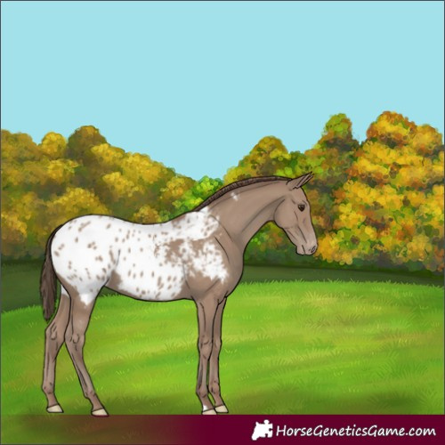 Horse Color:Classic Champagne Appaloosa