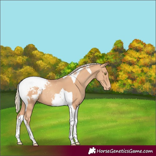Horse Color:Gold Champagne Tobiano Appaloosa