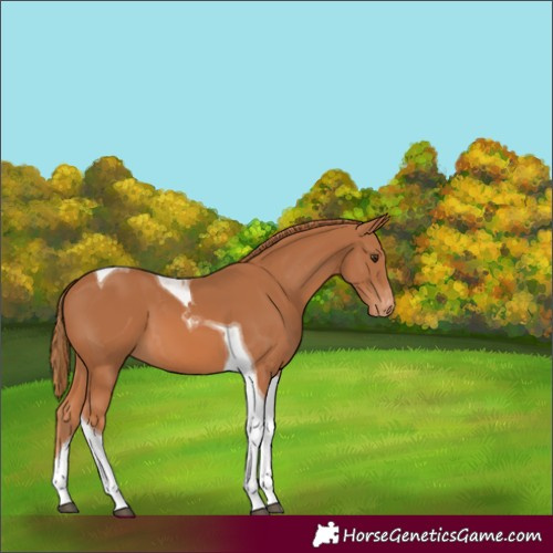 Horse Color:Chestnut Tobiano Appaloosa