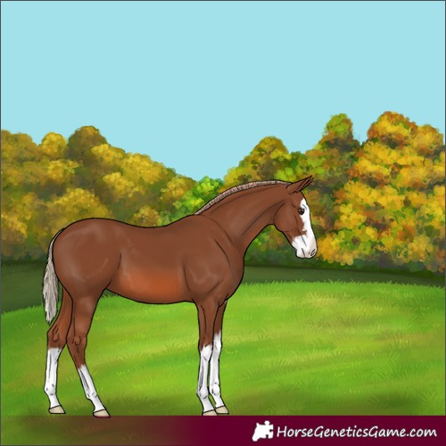 Horse Color:Chestnut Splash 