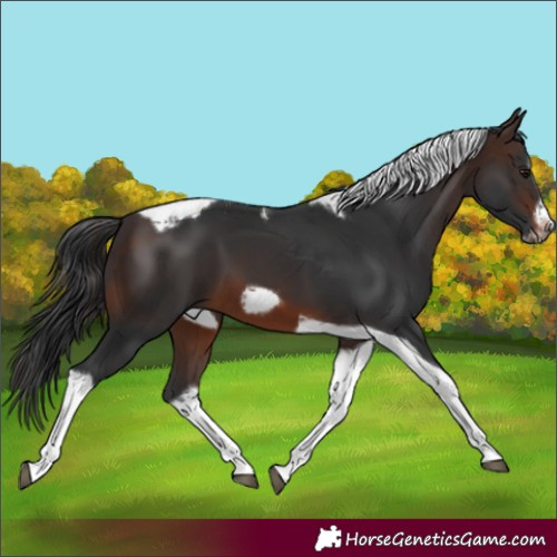 Horse Color:Brown Splash Tobiano Frame 
