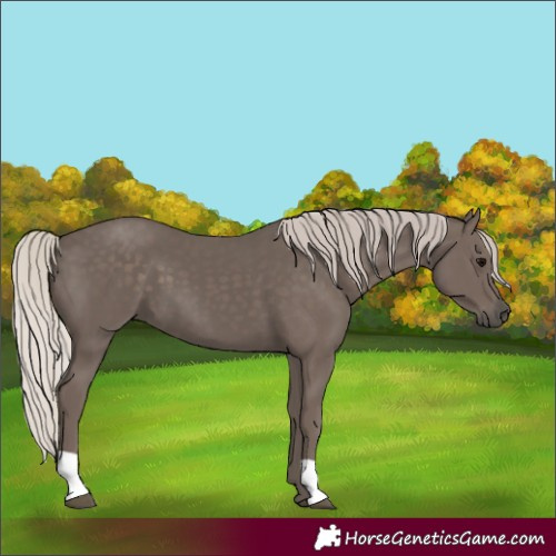 Horse Color:Silver Black