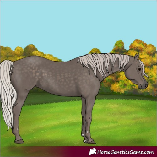 Horse Color:Silver Black