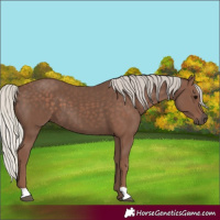 Horse Color:Silver Black