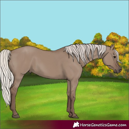Horse Color:Silver Grullo