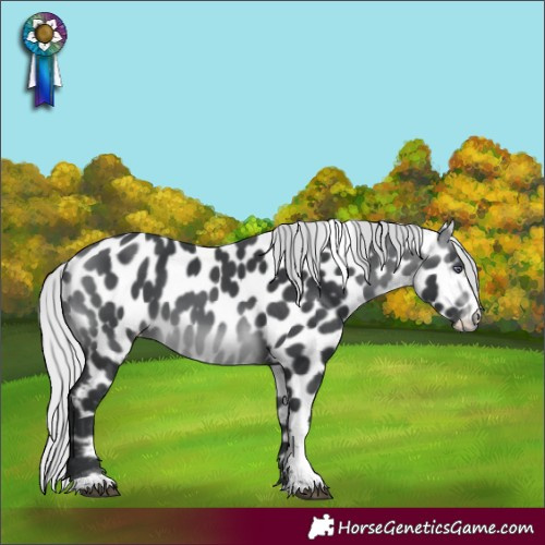 Horse Color:Silver Brown Chinchilla Tobiano Appaloosa