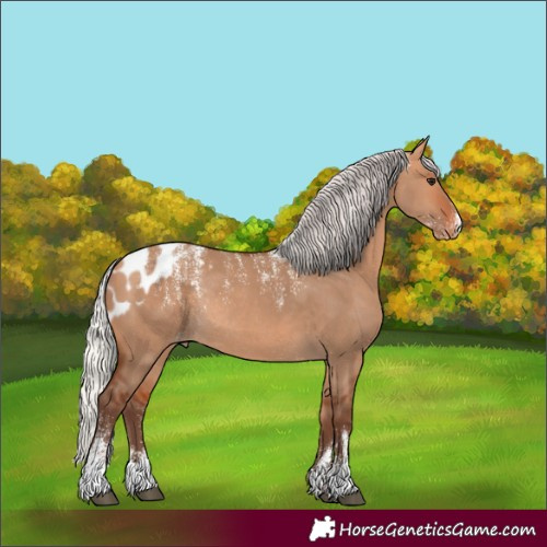 Horse Color:Powder White Silver Bay Dun Skewed Appaloosa Rabicano
