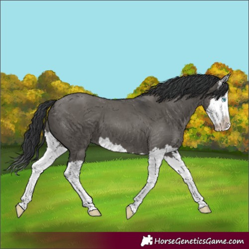 Horse Color:Grullo Splash 
