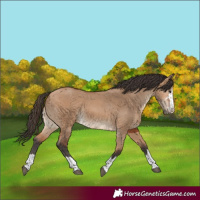 Horse Color:Bay Dun 