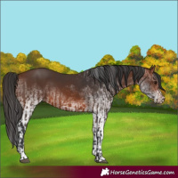 Horse Color:Brown Rabicano and White Spotted Brown Rabicano