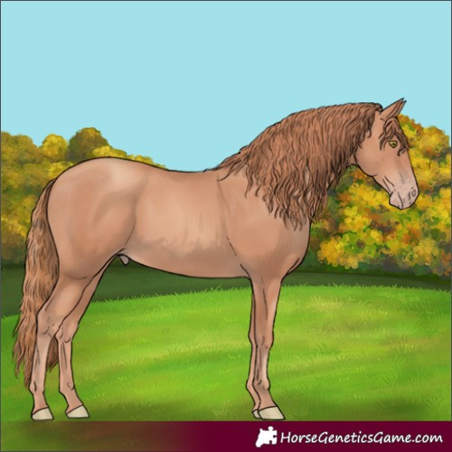 Horse Color:Gold Champagne