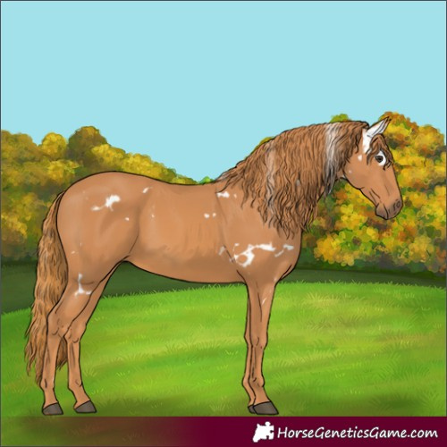 Horse Color:White Spotted Chestnut