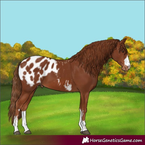 Horse Color:Chestnut Blanket