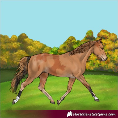 Horse Color:Bay  and Chestnut 
