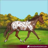 Horse Color:Chestnut Appaloosa 